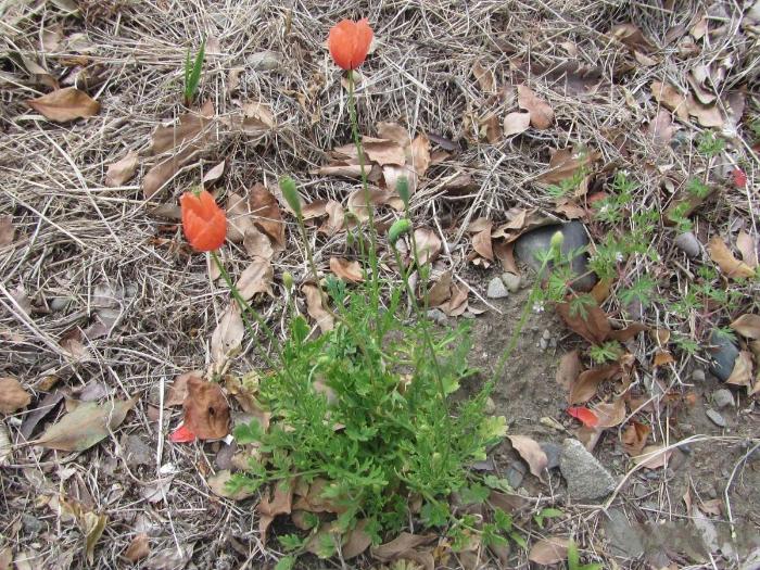 ナガミヒナゲシ