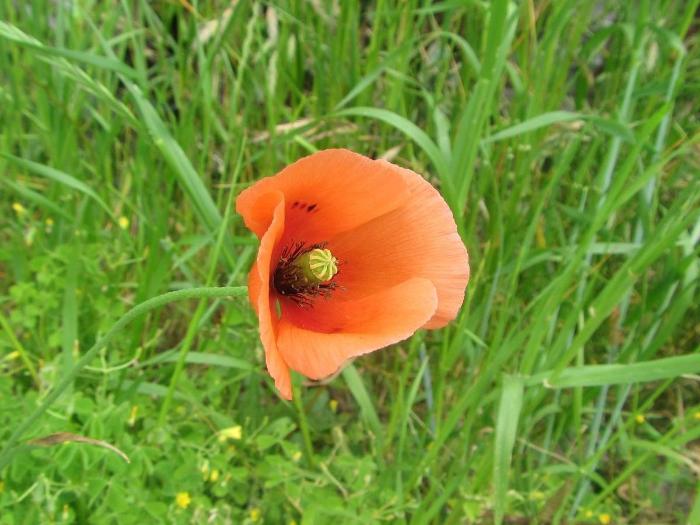 ナガミヒナゲシの花