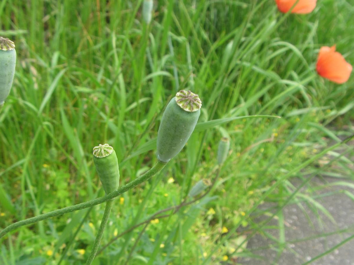 ナガミヒナゲシの実