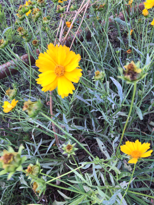 オオキンケイギクの写真