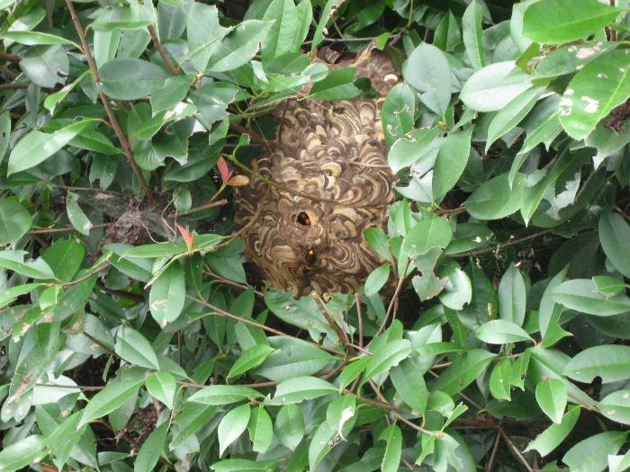 植木の中にあるススメバチの巣