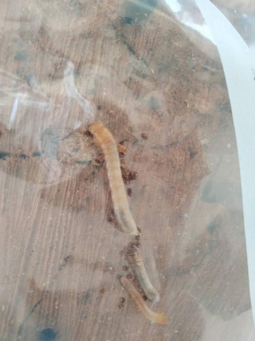 クビアカツヤカミキリ(幼虫)