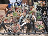 いせさき福祉ふれあいマルシェ(多肉植物)