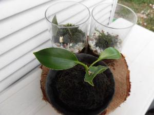 苔玉
