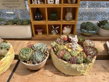 多肉植物