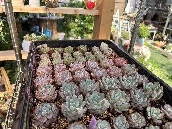 多肉植物