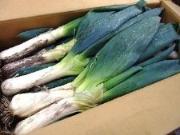 丸々と太い下植木ねぎ 権太夫(ごんだゆう)