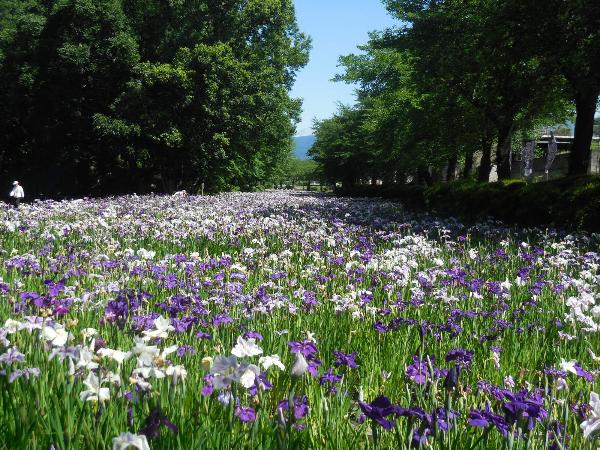 花しょうぶ園風景の写真(平成30年)