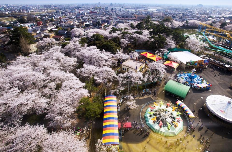 乗車した観覧車から見た華蔵寺公園の桜の写真