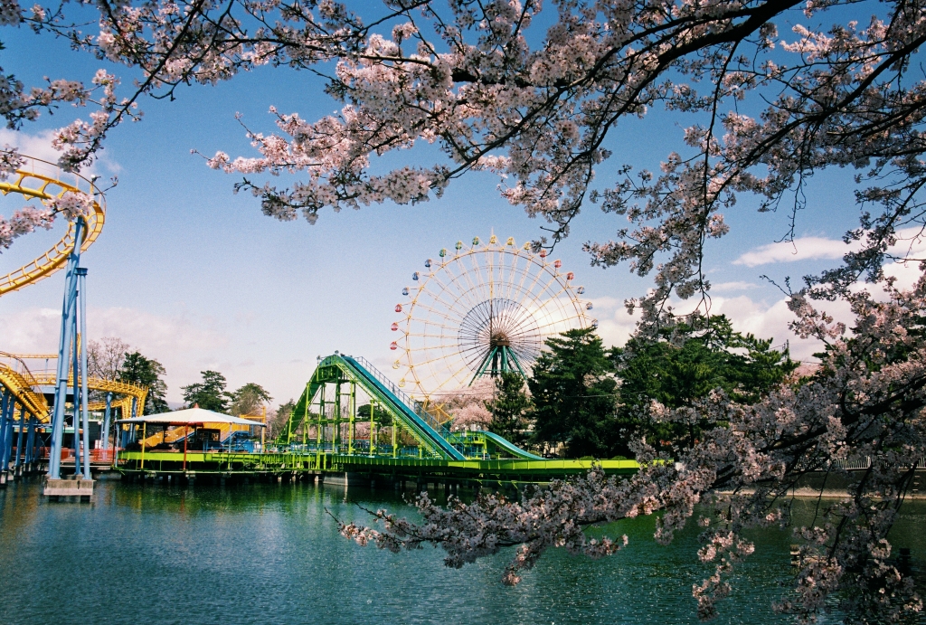 華蔵寺公園遊園地の桜の花と水上ジェットコースター、急流すべり、大観覧車ひまわり