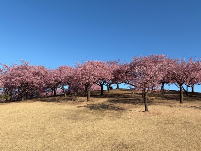 満開の桜の様子