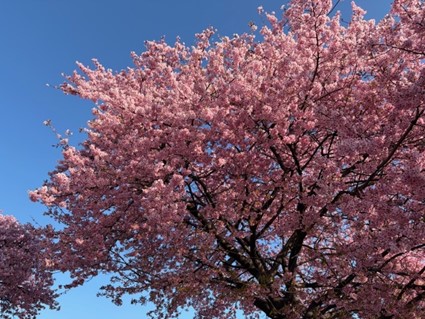 ほぼ満開ですが葉がではじめました