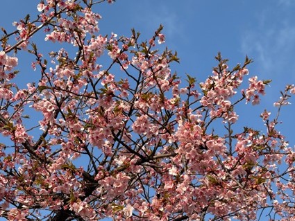 9割咲いている状態