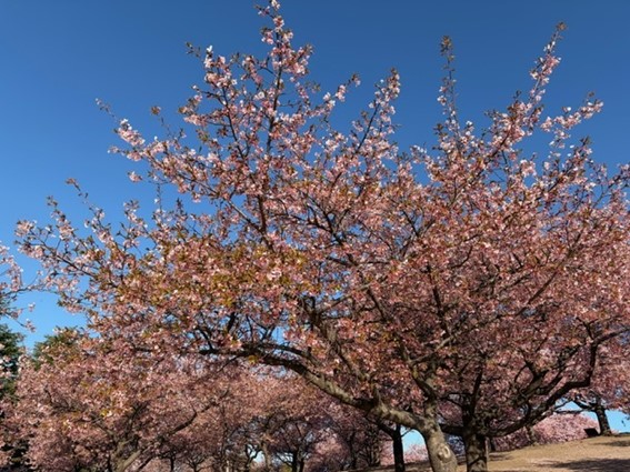 6から7割程度の咲き状況