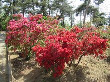 華蔵寺公園のツツジ