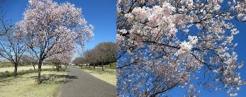 ラブリバー親水公園うぬきのコヒガンザクラ