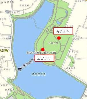 波志江沼環境ふれあい公園のエゴノキとカジノキの位置図