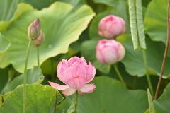 ハスの花とつぼみ