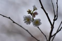 冬桜