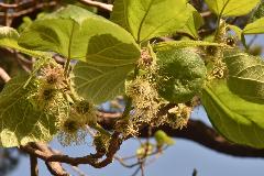 華蔵寺公園と波志江沼環境ふれあい公園に咲いているカジノキの写真