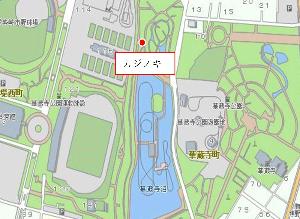 華蔵寺公園のカジノキの位置図