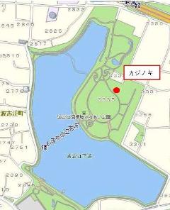 波志江沼環境ふれあい公園のカジノキの位置図