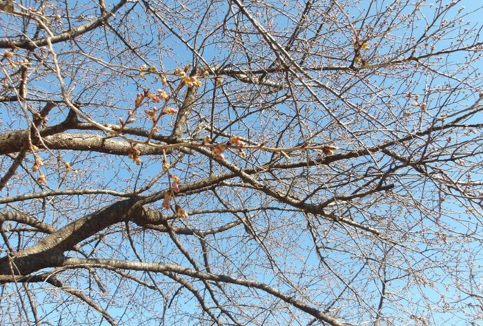 つぼみが膨らんでいる様子