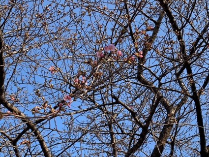 令和8年2月16日現在で開花した様子