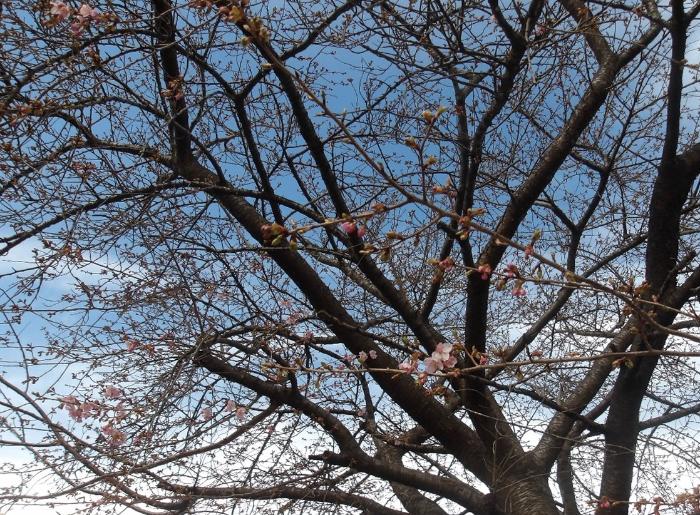 ピンク色のつぼみが増えてきました