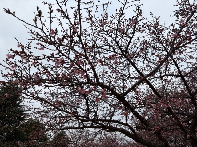 3から4分咲きの様子