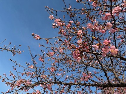 5から6分咲きの様子