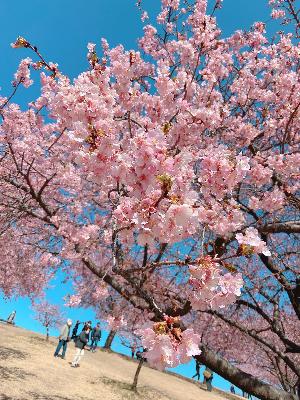 河津桜