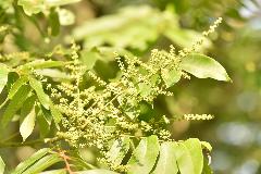 ムクロジの花