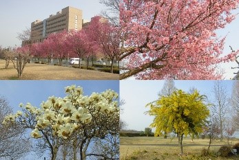 西部公園のオカメザクラの写真