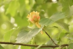 ユリノキの花の写真