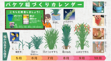 稲の成長する過程を描いた絵の写真