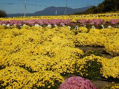 あかぼり小菊の里の写真