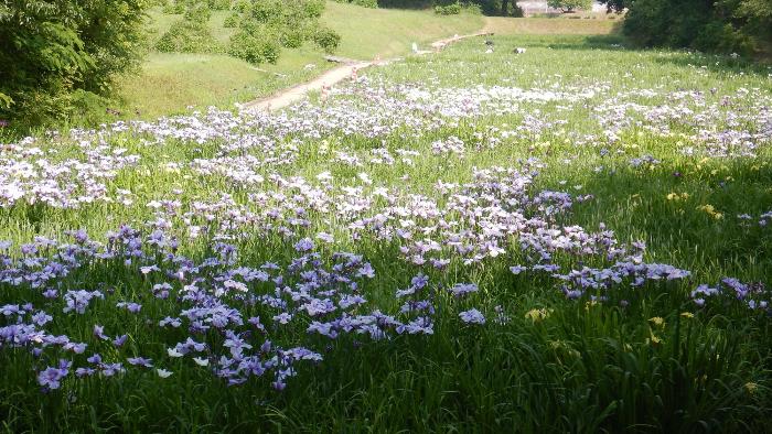 花しょうぶ開花状況2