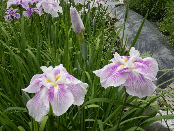 花しょうぶ開花状況2