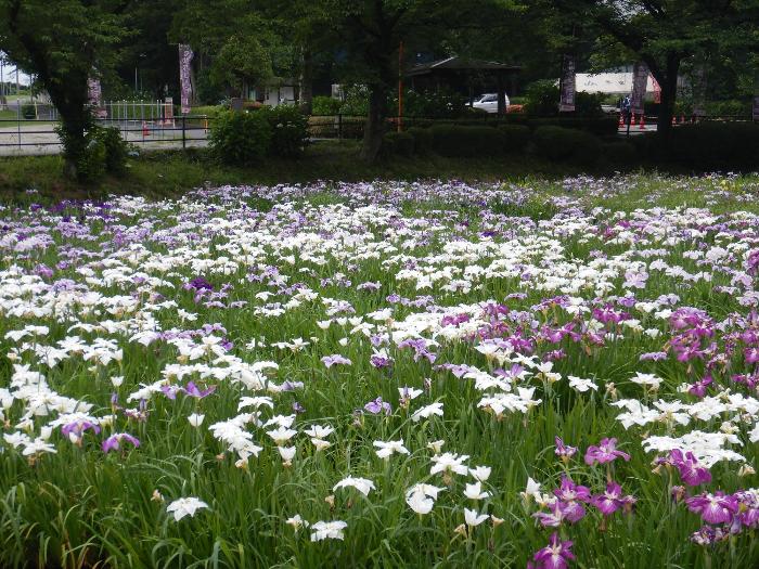 花しょうぶ開花状況1