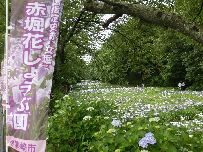 花しょうぶ開花状況4