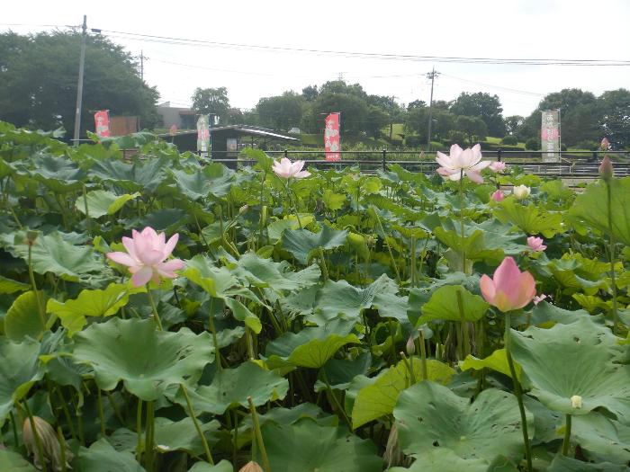 蓮園開花状況1