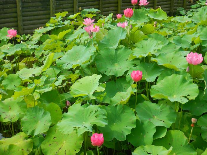 蓮園開花状況2