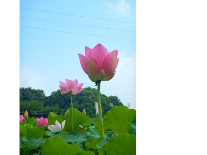 蓮園開花状況3