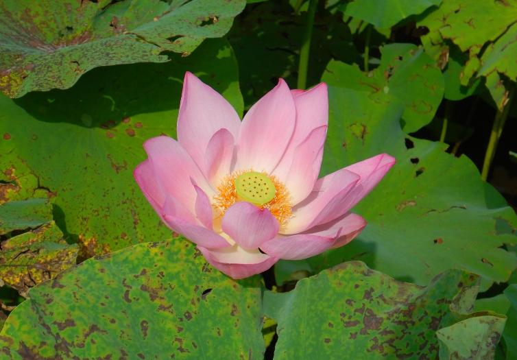 蓮園開花状況2