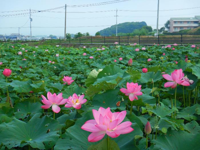 蓮園開花状況1
