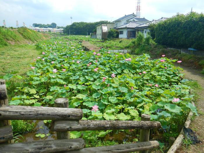 蓮園開花状況1