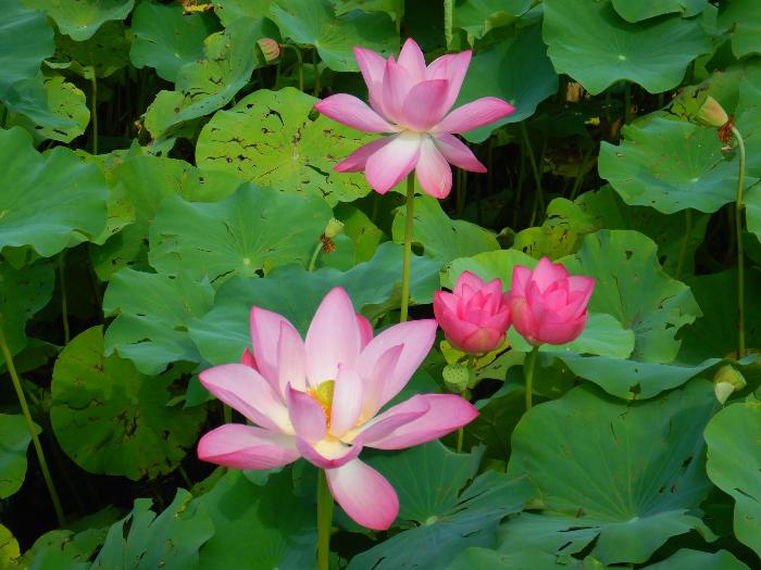 蓮園開花状況3
