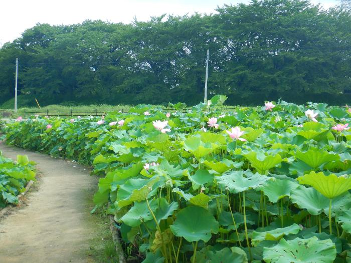 蓮園開花状況2