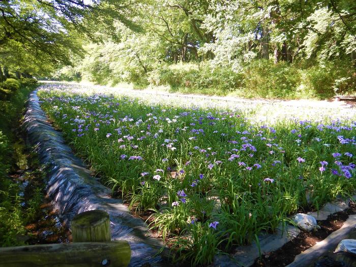 赤堀花しょうぶ園の写真1